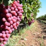 Urla, dünyanın en iyi 10 bağ rotasından birisi olmayı hedefliyor