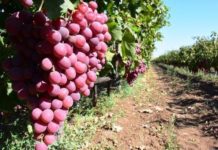 Urla, dünyanın en iyi 10 bağ rotasından birisi olmayı hedefliyor