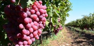 Urla, dünyanın en iyi 10 bağ rotasından birisi olmayı hedefliyor