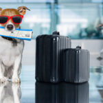 Evcil Hayvanla Seyahat Prosedürleri: Bilmeniz Gerekenler Evcil Hayvanla Seyahat Prosedürleri: Bilmeniz Gerekenler