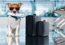 Evcil Hayvanla Seyahat Prosedürleri: Bilmeniz Gerekenler Evcil Hayvanla Seyahat Prosedürleri: Bilmeniz Gerekenler