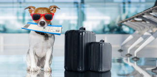 Evcil hayvan ile seyahat için otobüs firmalarından yeni düzenlemeler… Evcil Hayvanla Seyahat Prosedürleri: Bilmeniz Gerekenler