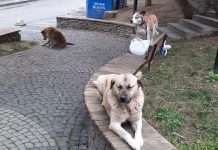 Hayvanseverler, köpeklerini gezdirmek için kapı önüne çıkabilecekler