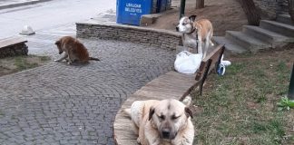 Hayvanseverler, köpeklerini gezdirmek için kapı önüne çıkabilecekler