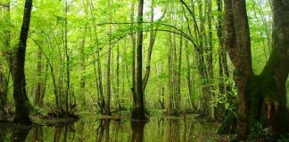 İğneada Longoz Ormanlarında çevre düzenlemesi