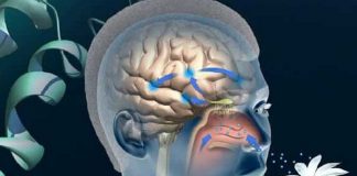 Gastronomide yeni bir pazarlama alanı: Nörogastronomi