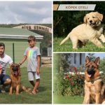 Köpek Oteli konseptine sahip Riva’s Club