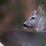 Hayvanları Koruma Günü’nde 230 STK’dan ortak çağrı: Avcılık yasaklansın change.org/vurmabeni