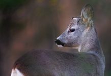 Hayvanları Koruma Günü’nde 230 STK’dan ortak çağrı: Avcılık yasaklansın change.org/vurmabeni