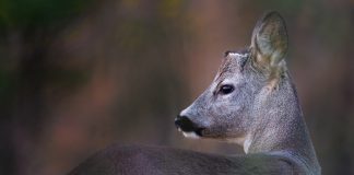 Hayvanları Koruma Günü’nde 230 STK’dan ortak çağrı: Avcılık yasaklansın change.org/vurmabeni
