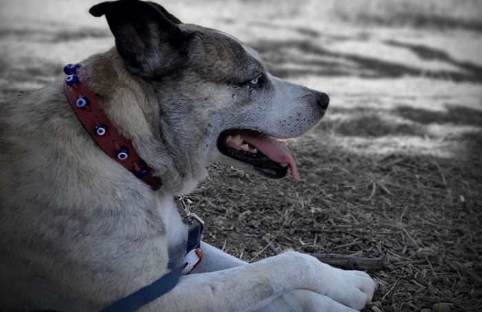 Deprem köpekleri