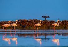 Flamingolar mola vermek için Katar’a akın ediyor