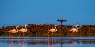 Flamingolar mola vermek için Katar’a akın ediyor