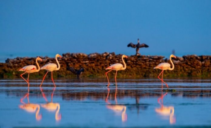 Flamingo