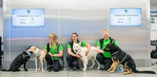 Köpekler Kovid-19 hastalarını testlerden daha hızlı tespit ediyor