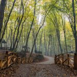 Yanan ormanlar nasıl turizme açılıyor? İşte cevabı…