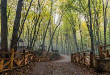 Yanan ormanlar nasıl turizme açılıyor? İşte cevabı…