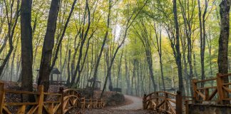 Yanan ormanlar nasıl turizme açılıyor? İşte cevabı…