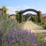 Afşin’den lavanta tarlalarıyla turizm atağı