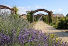 Afşin’den lavanta tarlalarıyla turizm atağı