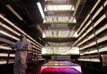 Silikon Vadisi ve gastronomik gelişmeler