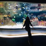 Sualtı severler için İstanbul Akvaryum gezi rehberi