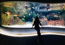 Sualtı severler için İstanbul Akvaryum gezi rehberi
