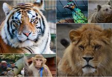 Pandemide İstanbul’da safari yaptık