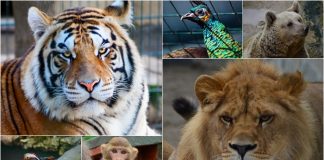 Pandemide İstanbul’da safari yaptık