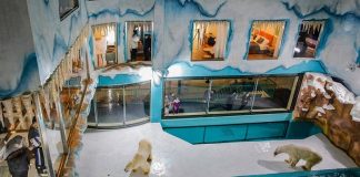 Kutup ayılarını kullanarak reklam yapan otele tepki!