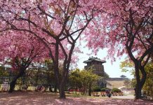 Mayıs ayında Güney Kore’ye gitmek için 10 neden!