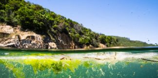 Marmara’nın Ekoturizm Potansiyeli Müsilaj Tehdidi Altında!