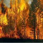 Türkiye’de Bir Haftada 624 Orman Yangını! Ormanlara Giriş Yasağı: İstanbul Dahil Hangi İllerde Yasak Var?