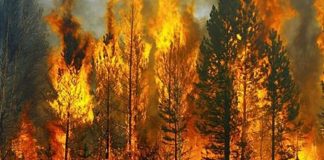 Orman yangını anında yapılması gerekenler Ormanlara Giriş Yasağı: İstanbul Dahil Hangi İllerde Yasak Var?