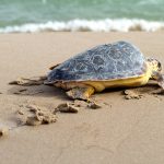 Koruma alanı ilan edilen sahilde 500 kaçak yapı