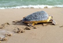 Koruma alanı ilan edilen sahilde 500 kaçak yapı