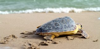 Koruma alanı ilan edilen sahilde 500 kaçak yapı