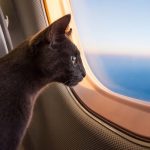 Rusya’da hayvanlar koltukta uçabilecek