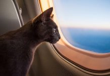 Rusya’da hayvanlar koltukta uçabilecek