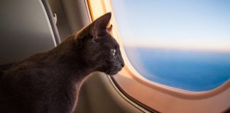 Rusya’da hayvanlar koltukta uçabilecek