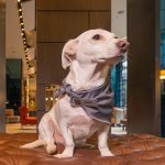 Fairmont Quasar Istanbul’dan Patili Elçi Programı