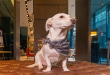 Fairmont Quasar Istanbul’dan Patili Elçi Programı