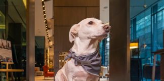 Fairmont Quasar Istanbul’dan Patili Elçi Programı