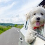 Evcil hayvan sahipleri yaz tatilini nasıl planlamalı? evcil hayvanla tatil