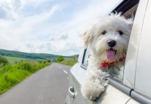 Evcil hayvan sahipleri yaz tatilini nasıl planlamalı? evcil hayvanla tatil