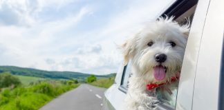 Evcil hayvan sahipleri yaz tatilini nasıl planlamalı? evcil hayvanla tatil