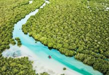 Katar’da şaşırtıcı bir yeşil macera: Mangrovlar