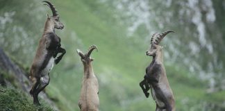 Bakanlık Van’ın Pagan bölgesindeki dağ keçisinin avlanması için ihale açtı! Tarım ve Orman Bakanlığı, Van’ın Gürpınar ilçesinde bağlı Pagan bölgesinde bir dağ keçisinin avlanması için ihale açtı.