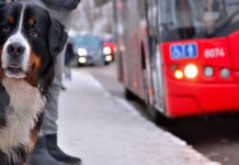 İBB evcil hayvanlarla seyahat şartlarını düzenledi Evcil Hayvanla Seyahat Prosedürleri: Bilmeniz Gerekenler