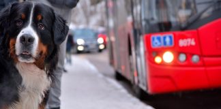 İBB evcil hayvanlarla seyahat şartlarını düzenledi Evcil Hayvanla Seyahat Prosedürleri: Bilmeniz Gerekenler